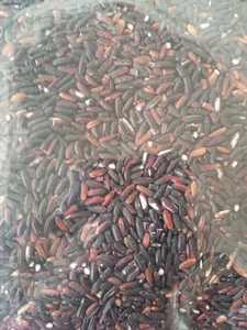 Riz Glutineux Noir Premium de Haute Qualité pour Vente en Gros, Fourniture en Vrac, Riz Biologique Non-OGM Traditionnel Asiatique, Prix Abordable - Product Image 2