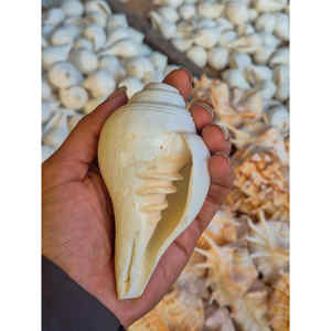 Concha de Caracola Flauta de Viento Flower Shankh Hecha a Mano para Templo, Pooja, Artículo Religioso Espiritual, Colección al por Mayor - Product Image 1
