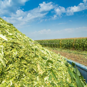 Ensilaje de Maíz Premium, Forraje Fermentado para Ganado Rumiantes, Marca Kim Minh International, 70% de Humedad Máxima, de Vietnam - Product Image 4