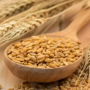 Bulk Sale Of High quality <b>Barley</b> Grains for animal feed <b>barley</b> Grains - Product Image 1