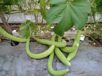 Lange Meloen KAKRI TAR Zaden Groene Kleur 99% Zuiverheid 85% Kiembaarheid Pakistaanse Oorsprong Moon Star Merk 1 Gram 1 Kg 6% Vocht Max 12%