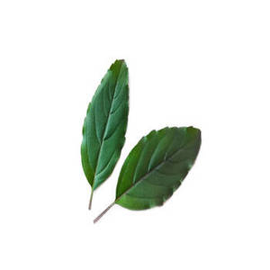 Nouvelles feuilles de basilic indien pour restaurants et cuisines commerciales, ingrédients à base de plantes polyvalents en provenance d'Inde - Product Image 6