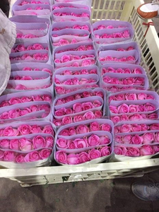 ดอกกุหลาบพรีเมียมสด กลิ่นหอมธรรมชาติ ตกแต่งอย่างสวยงาม เหมาะสำหรับโอกาสพิเศษ สมบูรณ์แบบสำหรับงานแต่งงาน งานอีเว้นท์ และตกแต่งบ้าน - Product Image 6