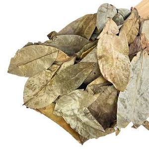 สารสกัดใบฝรั่งอบแห้งขายส่ง 100% จากธรรมชาติ สีเขียว-น้ำตาล ผลิตในเวียดนาม ยี่ห้อเวียดเดลต้า อายุการเก็บรักษา 12 เดือน สำหรับชงชา - Product Image 4