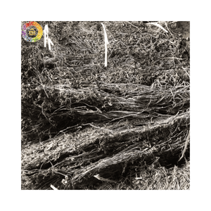 Hojas de Mesona Naturales Secas para Tiendas de Té de Burbujas y Cadenas de Postres de Gelatina de Hierba, Suministro desde Vietnam - Product Image 5