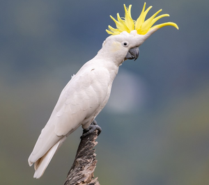 Premium Sulphur-Crested Cockatoo Live Parrots for Aviculture Breeding <b>Aviaries</b> and Ornamental <b>Bird</b> Supply - Product Image 1