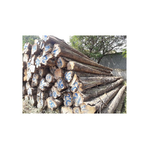 <b>Cheap</b> Price African Teak Logs Best Quality Export Grade Wholesale Trade Offer - Product Image 1