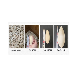 Os de Seiche Séché de Haute Qualité – Source de Calcium Propre pour l'Entretien du Bec des Perroquets – Complément Alimentaire pour Oiseaux – Fournitures pour Animaux Volants – SANTÉ BLEUE - Product Image 4