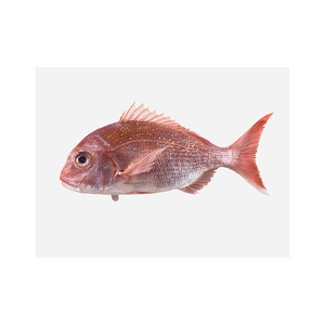 Mariscos frescos al por mayor, pescado pargo rojo congelado de buena calidad - Product Image 2