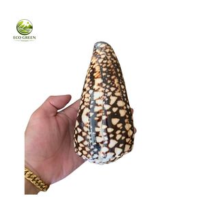 เปลือกหอยลายเสือขัดเงา ยี่ห้อ Leporicypraea Mappa S Cypraea Argus Eyed ของแท้จากเวียดนาม สำหรับงานฝีมือและของตกแต่ง ขายส่งจากโรงงาน - Product Image 2