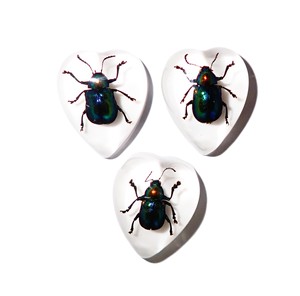 Escarabajo de Hoja Brillante, Espécimen Real, Cabujón de Plástico en Forma de Corazón 17x21 mm, Base Plana Blanca para Manualidades y Joyería - Product Image 4