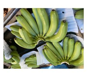 Asia Farm Factory Agriculture <b>Fresh</b> Green Cavendish Bananas 13kg Carton with Custom Export Label for Worldwide - Product Image 2