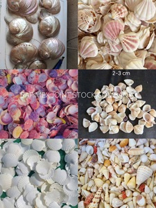 เปลือกหอยทะเลธรรมชาติขายส่ง ขนาด 10-13 ซม. เปลือกหอยเชลล์สำหรับงานฝีมือ ทำด้วยมือจากเวียดนาม บรรจุภัณฑ์ปลอดภัย ส่งออกเปลือกหอย - Product Image 5