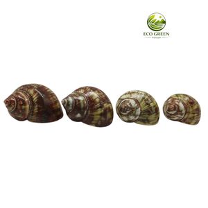 เปลือกหอยเทอร์โบธรรมชาติขายส่ง พร้อมพื้นผิวมุกมุกสะท้อนแสง สำหรับตกแต่งสไตล์ทะเลสุดหรูและงานฝีมือ - Product Image 1