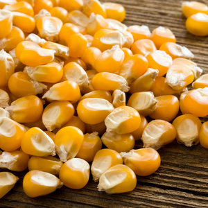 พร้อมจัดส่งข้าวโพด GMO พรีเมียมขายส่ง ปริมาณมาก เกรดอาหาร คุณภาพสูงสุด ผลิตภัณฑ์ส่งออก - Product Image 6