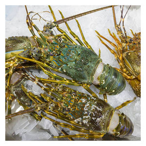 Langosta viva premium para exportación al por mayor con calidad fresca y envío internacional de mariscos - Product Image 6