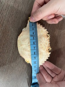 2026 Natural <b>Crab</b> Seashell High Quality Bulk Supply for Craft, Decoration & Aquarium Export Vietnam - Product Image 5