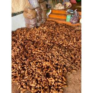 Gingembre frais HOA BINH du Vietnam |   Racine de gingembre aromatique et épicée pour l'exportation - Product Image 3