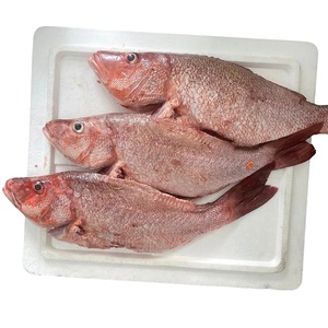 Poisson entier de Grouper Rouge Tacheté Biologique IQF, Congelé, Faible Teneur en Sel, Emballage Sous Vide en Vrac, Qualité Supérieure, Excellent Goût - Product Image 2