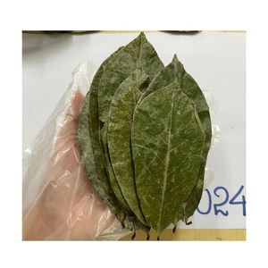 TENDANCES ACTUELLES : Feuilles d'Annona Muricata pour la préparation de boissons pratiques prêtes à infuser et pour le conditionnement de thés gourmands en lot cadeau - Product Image 3