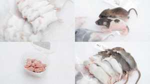 หนูแช่แข็ง S 31-40 กรัม อาหารสัตว์ฟันแทะคุณภาพพรีเมียม ขายส่ง อาหารสัตว์เลื้อยคลาน ปราศจากซัลโมเนลลา โภชนาการเสริมด้วยสารชีวภาพ - Product Image 5