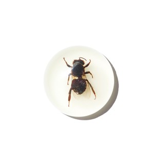 Honey <b>Bee</b> Real Specimen Plastic Cabochon Round 25x25 mm Glow Flat Bottom for Crafts and Jewelry Making - Product Image 6