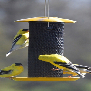 Mangeoire Combinée pour Petits Oiseaux et Graines de Tournesol, Mangeoire Jaune pour Oiseaux avec Cage en Maille Noire, Mangeoire Suspendue pour Jardin Extérieur pour Oiseaux Sauvages - Product Image 1