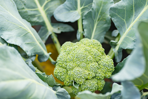 Brócoli congelado listo para cocinar: limpio, natural, crujiente, verde y saludable/Lima - Product Image 4