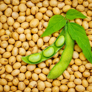 PREMIUM <b>SOYBEANS</b> | VIETNAM ORIGIN | EXPORT GRADE/ MS. ALINA - Product Image 1