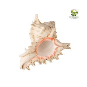 Coquillages marins uniques blancs, pointus, polis, écologiques, petits et moyens, de type Ramose Murex, en vrac pour décorations de Noël DIY et ornements côtiers - Product Image 5