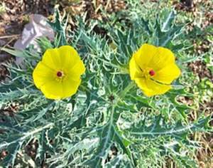 Polvo de extracto de hierbas Argemone Mexicana de grado alimenticio extraído con solvente con embalaje de tambor de vitamina activa - Product Image 3