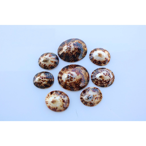 Coquilles de limpets en gros : distribution à prix compétitif, coquilles nettoyées et polies pour le marché de la décoration intérieure - Product Image 1