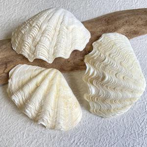 Mejor precio de conchas de almeja gigante natural al por mayor, conchas limpias para decoración y manualidades - Product Image 2