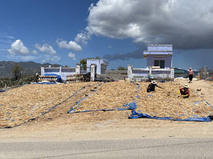 Venta al por mayor de musgo de mar seco y algas deshidratadas para uso alimentario, Eucheuma de 99 Gold Data Vietnam. - Product Image 4