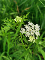 Mélange naturel d'extraits de plantes: extrait de Cnidium Monnieri + extrait de gloire du matin arachnoïde-pur et sans additif