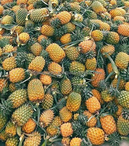 สับปะรดพรีเมียมสดใหม่จากฟาร์ม สับปะรดหวานสดใหม่ ขายส่งจำนวนมากจากบังกลาเทศ คุณภาพส่งออก ซิกซ์ซีซั่น อะโกร - Product Image 6