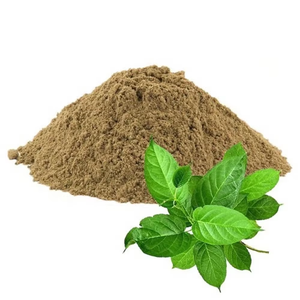 High Quality Natural Gymnema Sylvestre Powder 100% Pure Food Grade Gymnema Sylvestre Powder for Herbal Tea and Coffee - Product Image 4