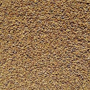 Semillas de alfalfa no transgénicas de alta calidad para proyectos de ensilaje, pastoreo y mejora del suelo, procedentes de Sudáfrica. - Product Image 2