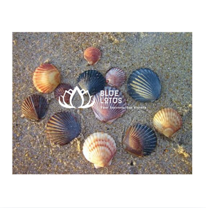 MEJOR VENDIDO Campanilla de Viento Ecológica de Conchas Marinas Naturales, Decoración Colgante Hecha a Mano, Estilo Náutico Costero, Feng Shui, Venta al por Mayor, AZUL - Product Image 1