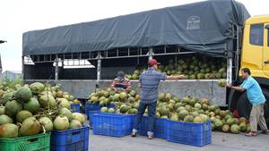 Eau de coco pure 500ml OEM prix de gros Vietnam Fabricant - Product Image 4