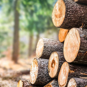 Hot Selling <b>Cheap</b> Natural Eucalyptus Wood <b>Logs</b> eucalyptus wood <b>logs</b> Best - Product Image 4