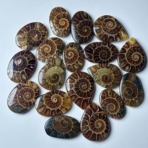 Amonitas Naturales Sueltas, Gemas de Formas Mixtas, Cabujones Pulidos para Joyería, Venta al por Mayor de Piedras a Granel - Product Image 2