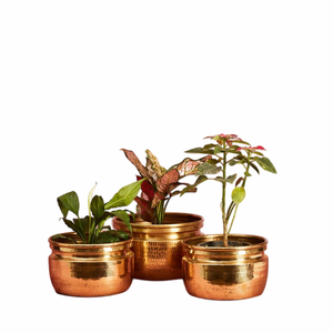 Maceta de Metal Dorada Popular con Planta Verde, Macetero de Escritorio Interior, Estilo Minimalista, Diseño Circular - Product Image 4