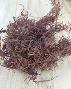 สาหร่ายทะเล / ยูเชียมา คอตตอนนี / สาหร่ายจากเวียดนาม / คุณ ลิลลี่ - Product Image 5
