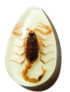 Golden Scorpion Real Specimen Plastic Cabochon Pear Cut <b>Top</b> 46x30 mm Glow Flat Bottom for Crafts and Jewelry Making - Product Image 6