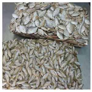 Pez Cristal Congelado Fresco Comercial para Cebo de Pesca, Alimento para Acuarios y Venta al por Mayor a Granel para Fábricas de Procesamiento de Mariscos - Product Image 5