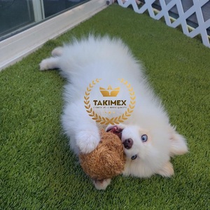 Prix bon marché jouet à mâcher pour chien boule de noix de coco en fibre de coco balle de coco jouet pleine grandeur pour l'exportation - Product Image 4