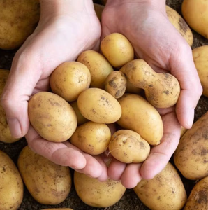 Nouvelle saison, pommes de terre jaunes fraîches, export professionnel, grossiste en pommes de terre, pommes de terre fraîches - Product Image 1