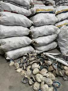 Vietnam Factory <b>Abalone</b> <b>Shell</b> Natural Seashell Raw and Polished Mixed Sizes Craft Material Manufacturer Export - Product Image 3