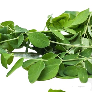 Hojas de Moringa Secas y Extracto de Moringa en Polvo para Té de Hierbas, Suministro de Fábrica de Superalimentos con Etiqueta Privada OEM - Product Image 1